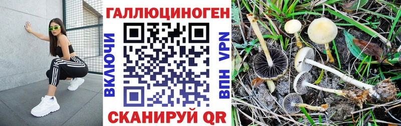 закладка  Шлиссельбург  Галлюциногенные грибы мицелий 